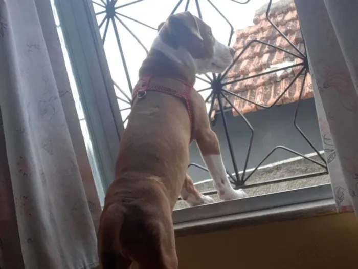 Cachorro ra a Pitbull com Vira-lata idade 2 a 6 meses nome Apollo