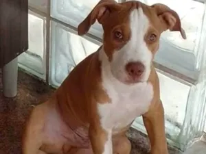 Cachorro raça Pitbull com Vira-lata idade 2 a 6 meses nome Apollo
