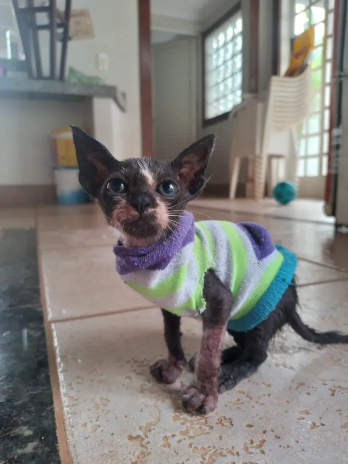 Gato ra a SRD-ViraLata idade 2 a 6 meses nome Nina