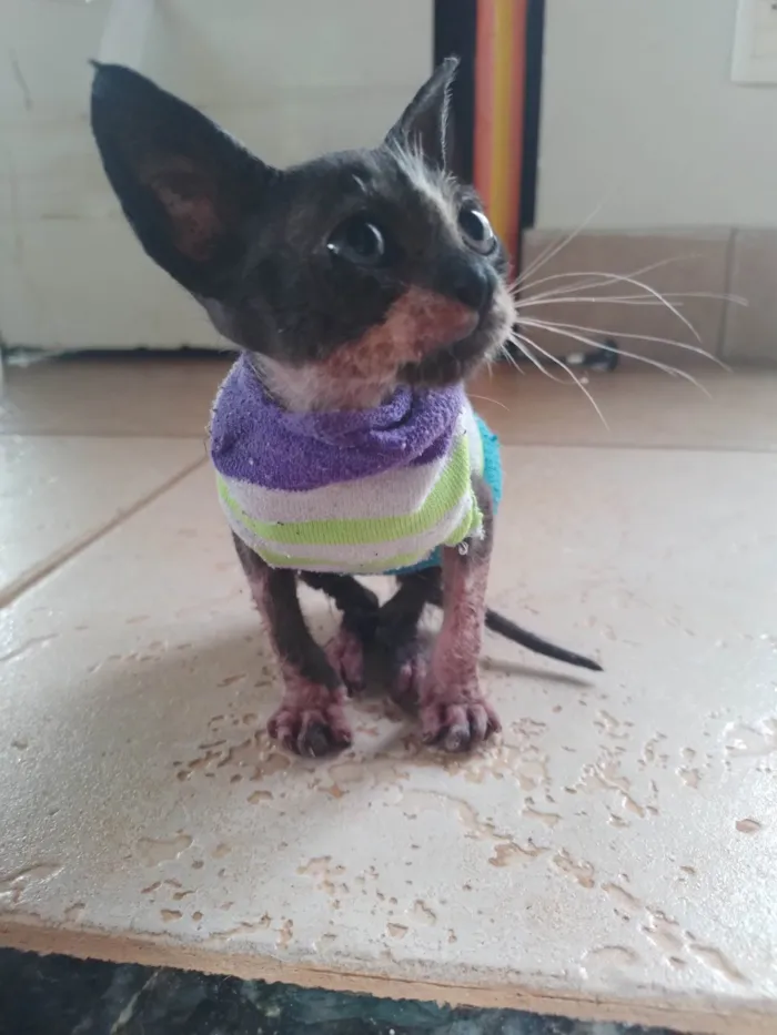 Gato ra a SRD-ViraLata idade 2 a 6 meses nome Nina