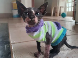 Gato raça SRD-ViraLata idade 2 a 6 meses nome Nina