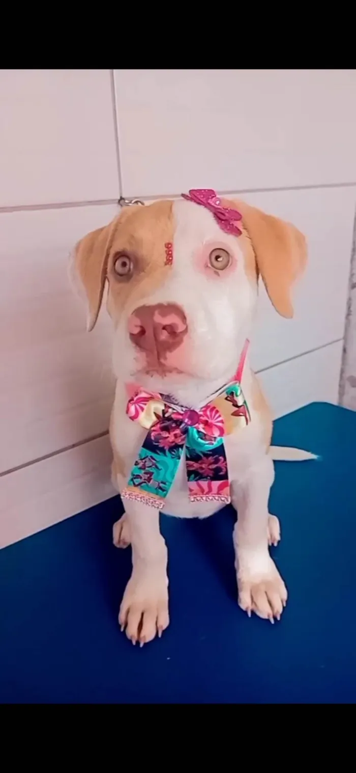 Cachorro ra a Pit-Bull idade 2 a 6 meses nome Luna