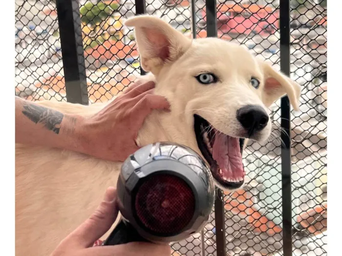 Cachorro ra a Husky idade 7 a 11 meses nome Apollo