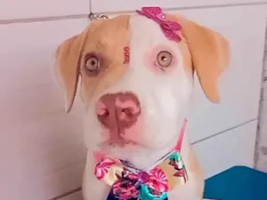 Cachorro raça Pit-Bull idade 2 a 6 meses nome Luna