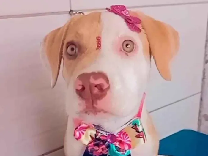 Cachorro ra a Pit-Bull idade 2 a 6 meses nome Luna