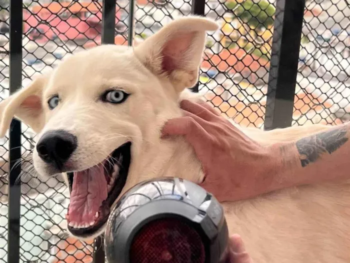 Cachorro ra a Husky idade 7 a 11 meses nome Apollo