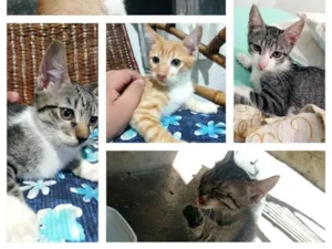 Gato raça SRD-ViraLata idade 2 a 6 meses nome Sazón , M, Bento, Chiquinha, Nala