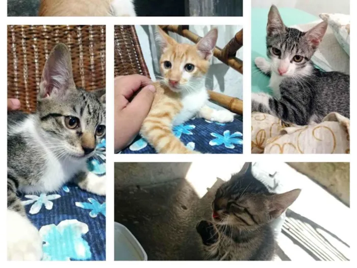 Gato ra a SRD-ViraLata idade 2 a 6 meses nome Sazón , M, Bento, Chiquinha, Nala