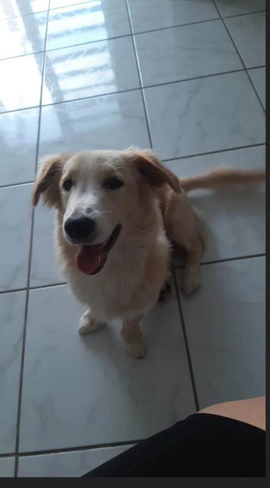 Cachorro ra a VIRA GOLDEN idade 7 a 11 meses nome PIG