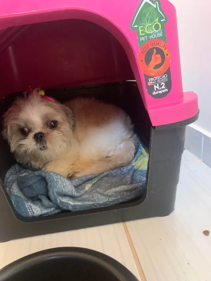 Cachorro raça Shitzu idade 2 anos nome Mel