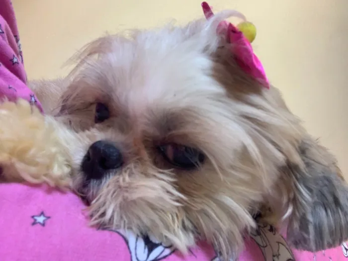 Cachorro raça Shitzu idade 2 anos nome Mel