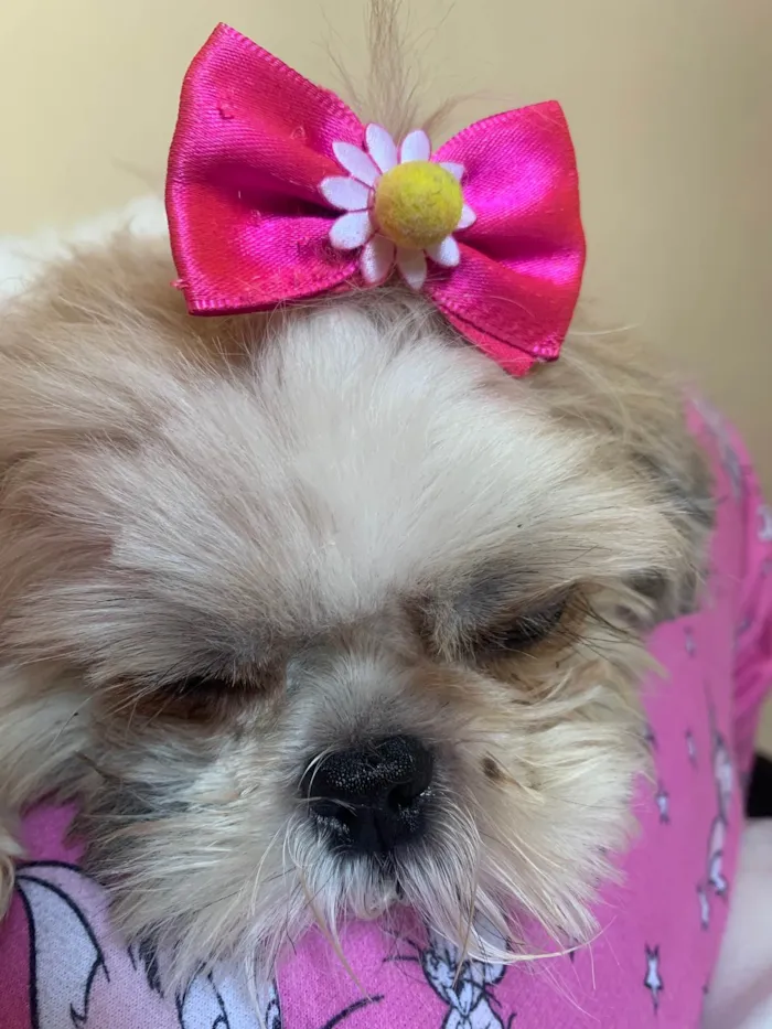 Cachorro raça Shitzu idade 2 anos nome Mel