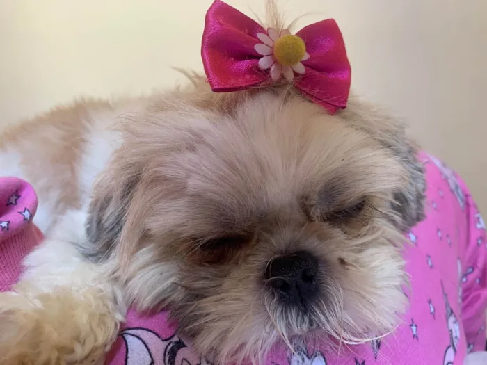 Cachorro raça Shitzu idade 2 anos nome Mel