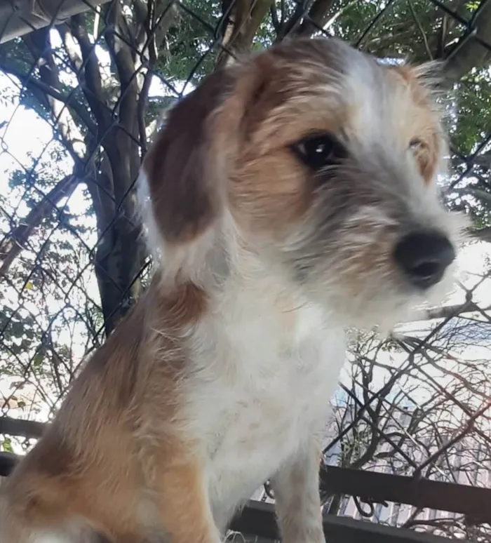 Cachorro raça SRD-ViraLata idade 2 a 6 meses nome Paçoca