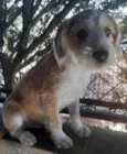 Cachorro raça SRD-ViraLata idade 2 a 6 meses nome Paçoca