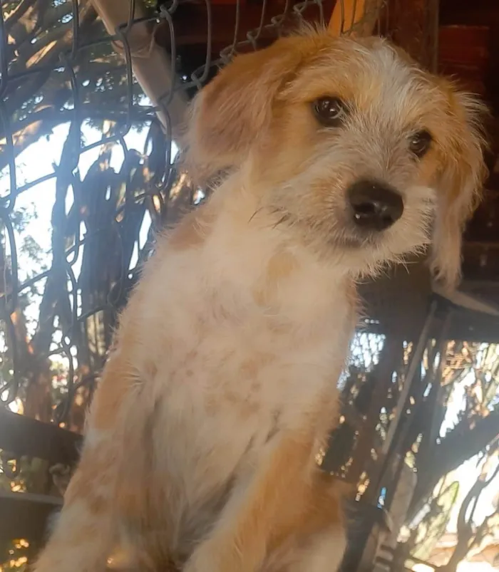 Cachorro raça SRD-ViraLata idade 2 a 6 meses nome Paçoca
