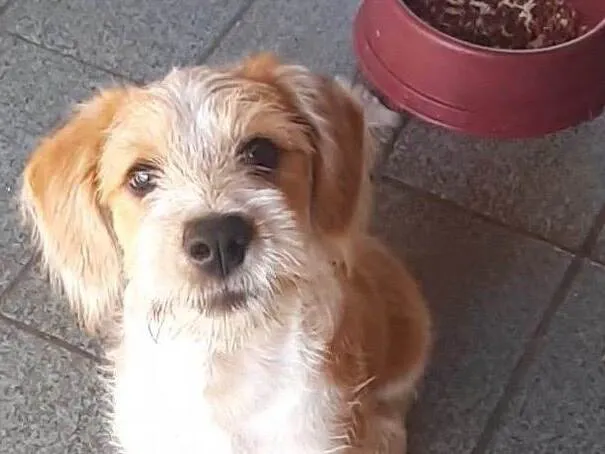 Cachorro raça SRD-ViraLata idade 2 a 6 meses nome Paçoca