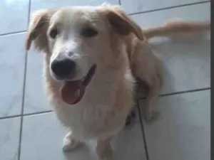 Cachorro raça VIRA GOLDEN idade 7 a 11 meses nome PIG