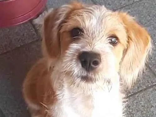 Cachorro raça SRD-ViraLata idade 2 a 6 meses nome Paçoca