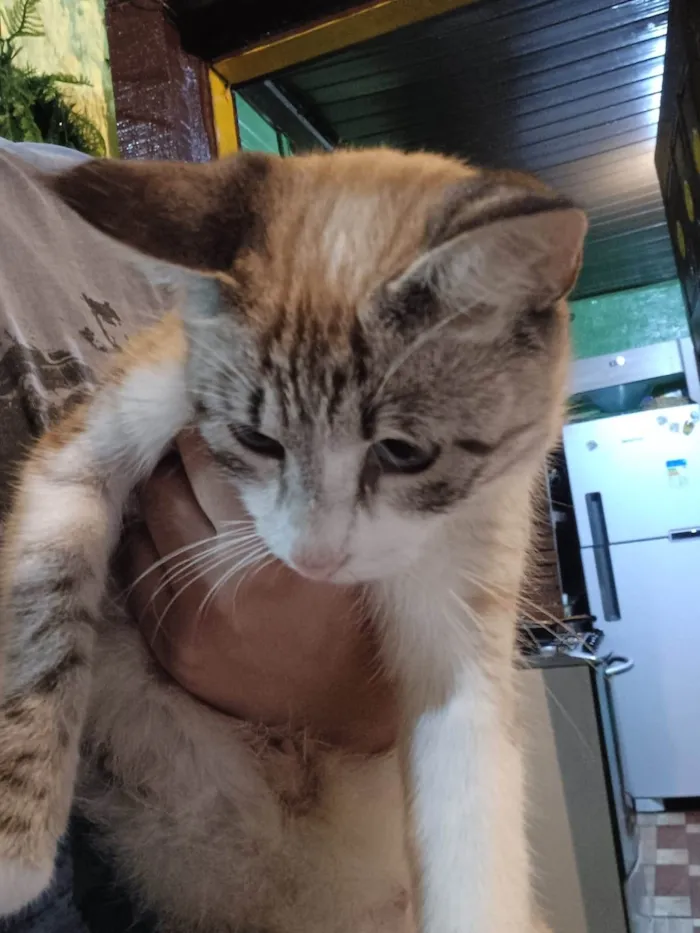 Gato raça SRD idade 1 ano nome Mel