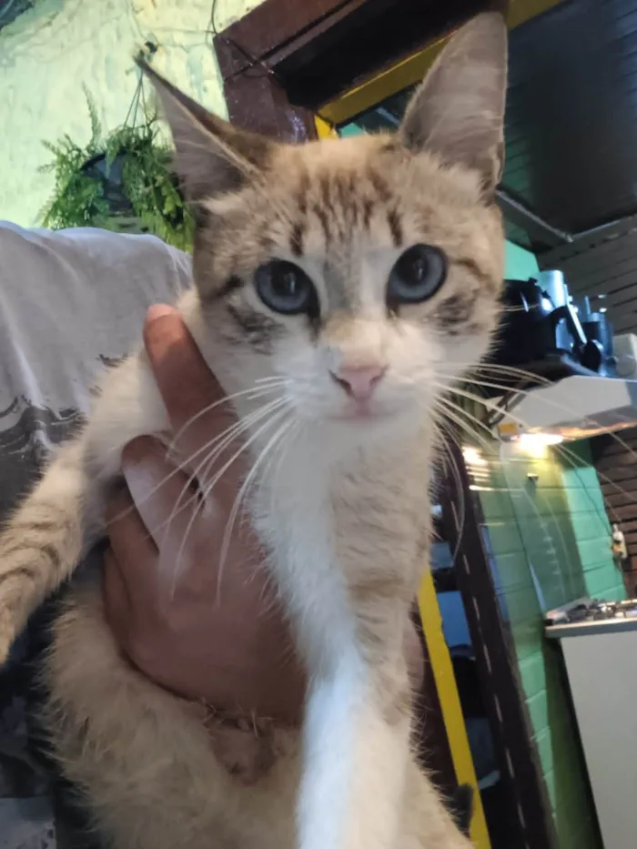 Gato raça SRD idade 1 ano nome Mel