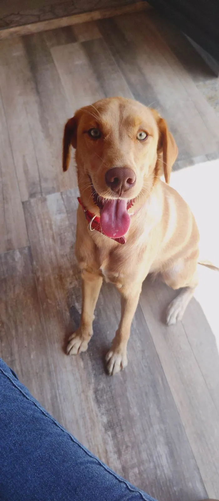 Cachorro ra a Labrador com cruza idade 7 a 11 meses nome Mirella