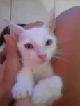 Pumba