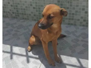 Cachorro raça SRD-ViraLata idade 1 ano nome Havanna