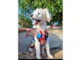 Xuxa 