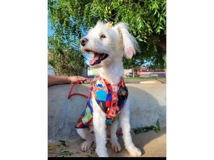 Cachorro ra a SRD-ViraLata idade 2 anos nome Xuxa 