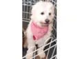 Xuxa 