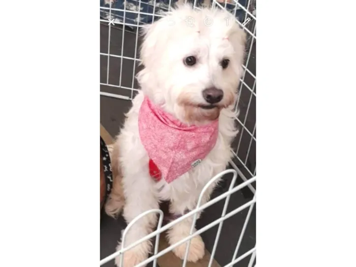 Cachorro ra a SRD-ViraLata idade 2 anos nome Xuxa 