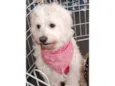 Xuxa 
