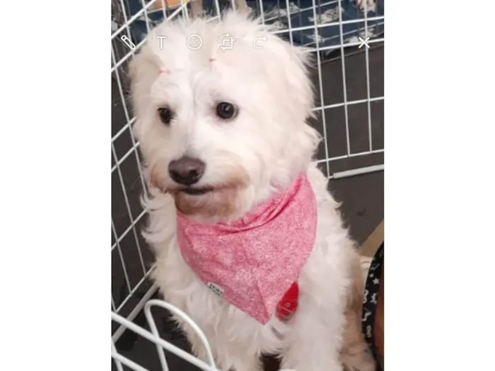 Cachorro ra a SRD-ViraLata idade 2 anos nome Xuxa 