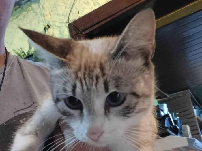 Gato raça SRD idade 1 ano nome Mel