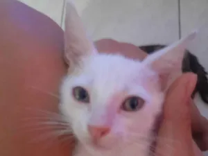 Gato raça Nenhum idade Abaixo de 2 meses nome Pumba
