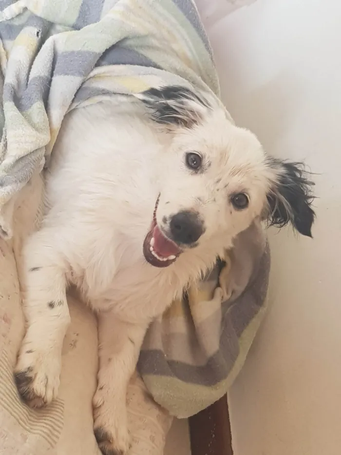 Cachorro ra a SRD-ViraLata idade 2 a 6 meses nome Aletheia