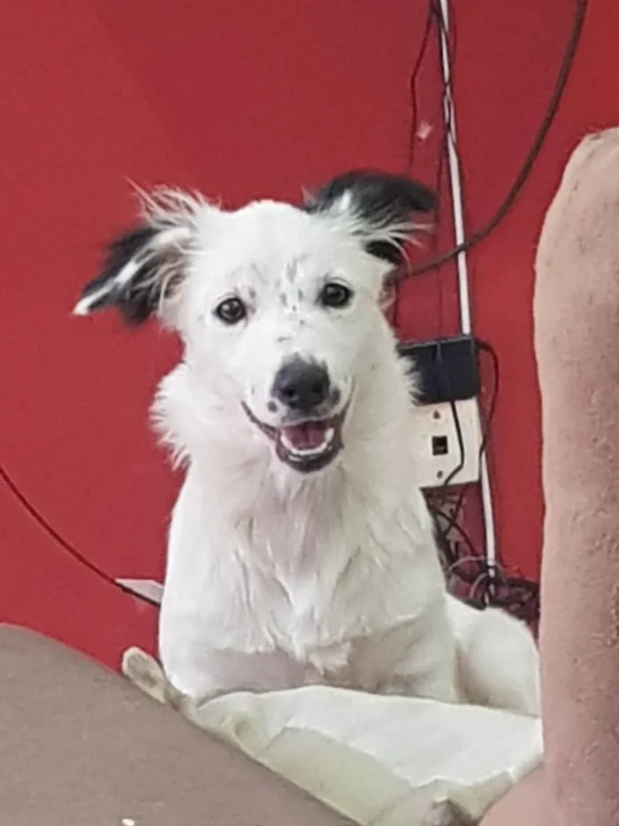 Cachorro ra a SRD-ViraLata idade 2 a 6 meses nome Aletheia