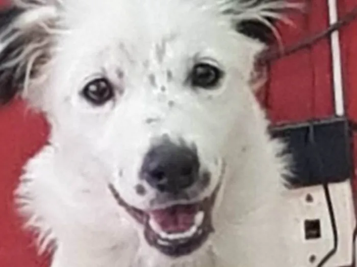 Cachorro ra a SRD-ViraLata idade 2 a 6 meses nome Aletheia