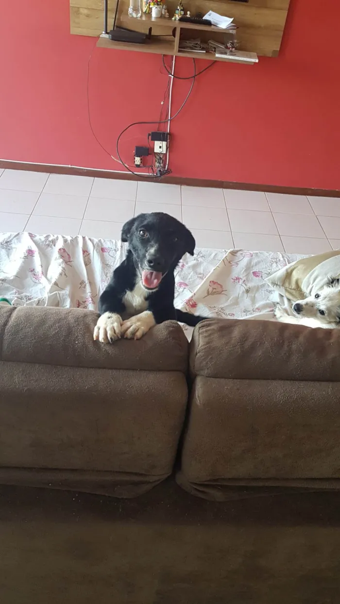 Cachorro ra a SRD-ViraLata idade 2 a 6 meses nome Chara Maria