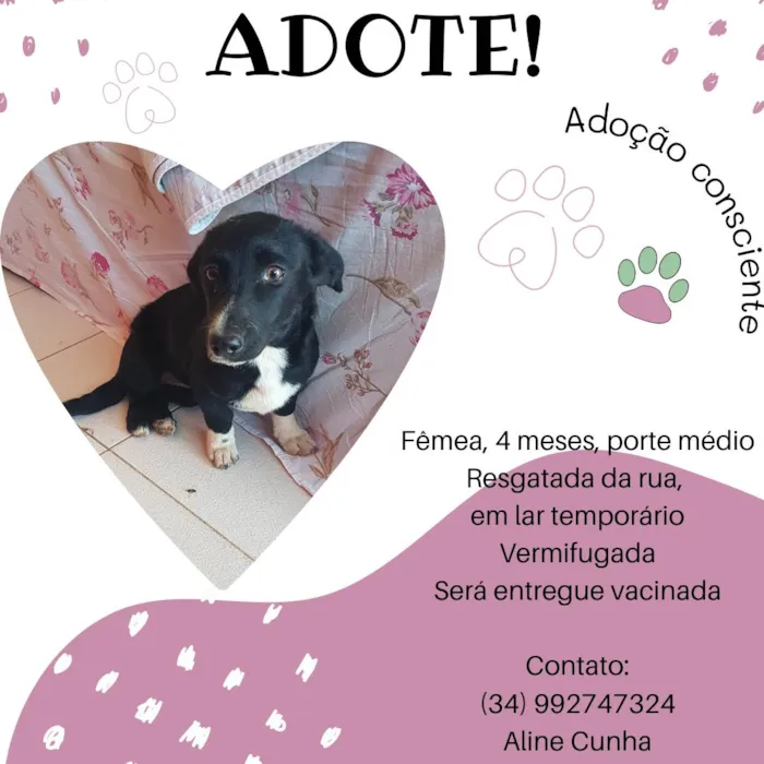 Cachorro ra a SRD-ViraLata idade 2 a 6 meses nome Chara Maria