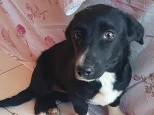 Cachorro raça SRD-ViraLata idade 2 a 6 meses nome Chara Maria
