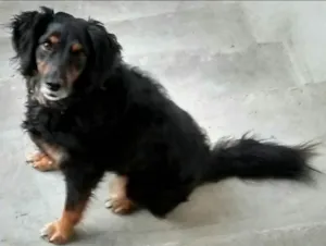 Cachorro raça SRD-ViraLata idade 6 ou mais anos nome Sid
