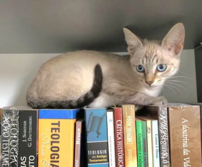 Gato raça SRD-ViraLata idade 2 a 6 meses nome Catarina