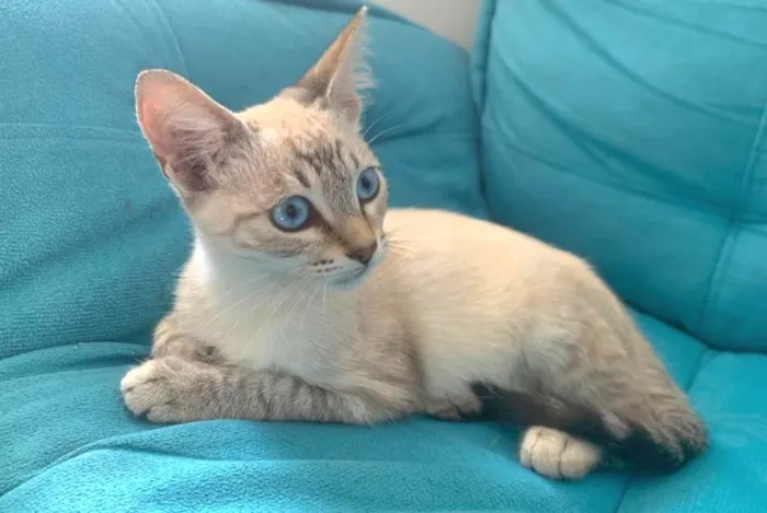 Gato raça SRD-ViraLata idade 2 a 6 meses nome Catarina