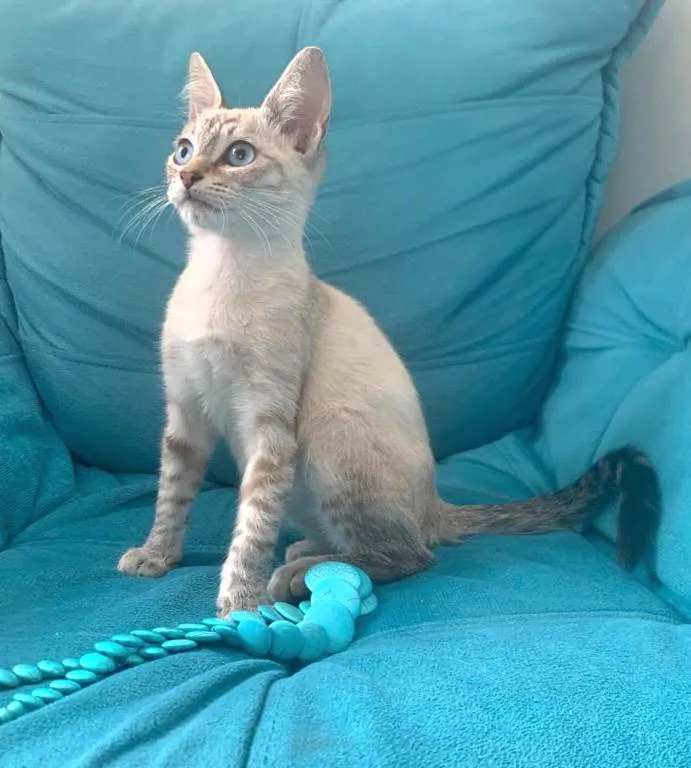 Gato raça SRD-ViraLata idade 2 a 6 meses nome Catarina