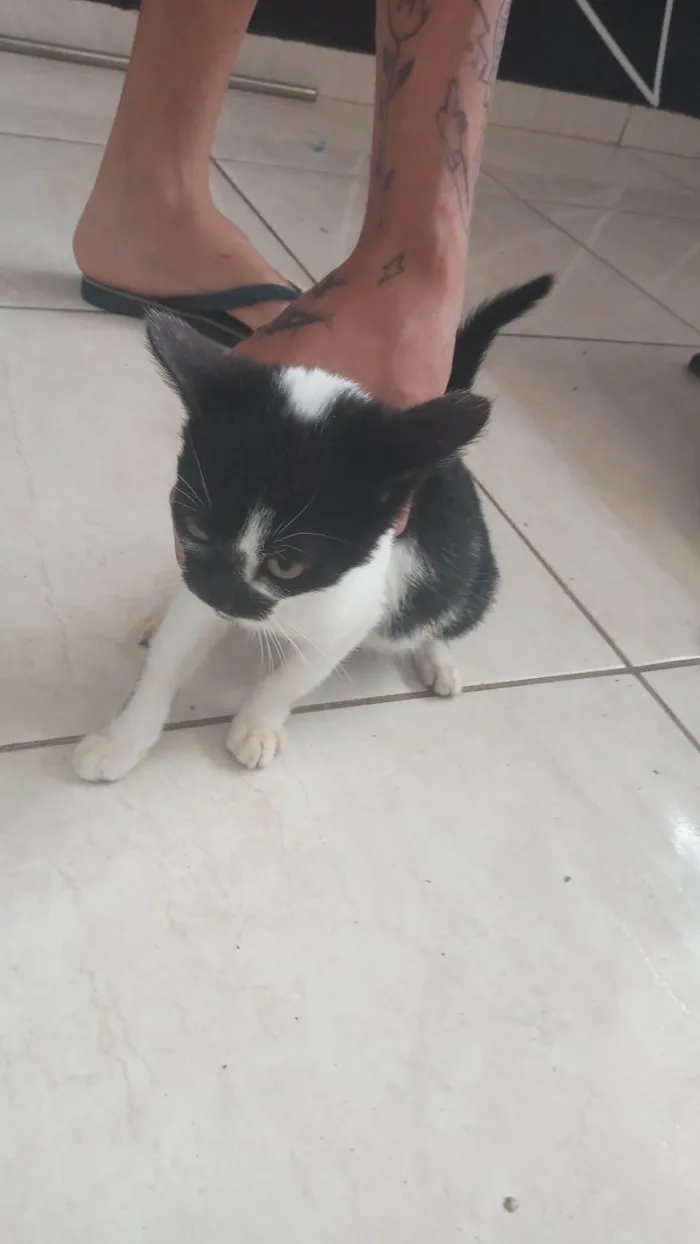 Gato raça Puro amor idade 2 a 6 meses nome Sem nome