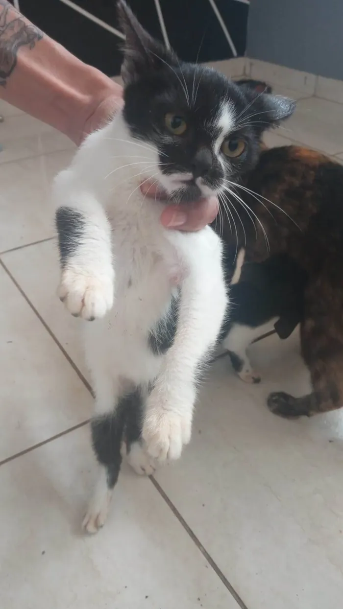 Gato raça Puro amor idade 2 a 6 meses nome Sem nome