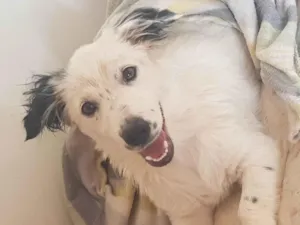 Cachorro raça SRD-ViraLata idade 2 a 6 meses nome Aletheia