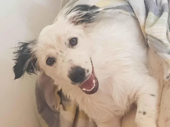 Cachorro ra a SRD-ViraLata idade 2 a 6 meses nome Aletheia